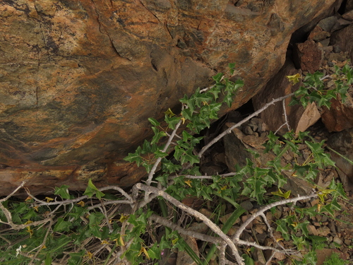 Image of Vasconcellea chilensis by (c) Nicolás Lavandero, some rights reserved (CC BY)