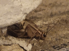 Acheta domesticus