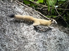 Callosciurus caniceps