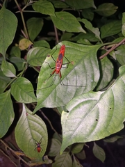 Macrocheraia grandis