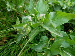 Viola reichenbachiana