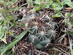 Coryphantha elephantidens