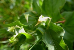 Viola reichenbachiana