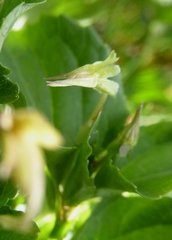 Viola reichenbachiana