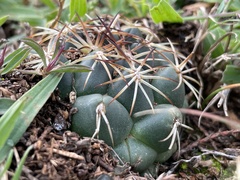 Coryphantha elephantidens