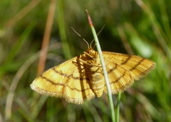 Idaea aureolaria