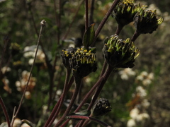 Verbesina saubinetia