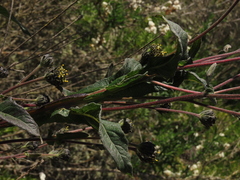 Verbesina saubinetia
