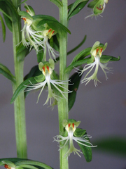 Platanthera lacera