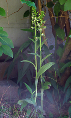 Platanthera lacera