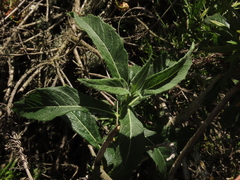 Verbesina saubinetia