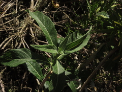 Verbesina saubinetia