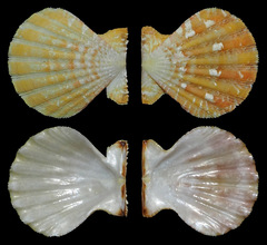 Pectinidae