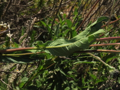 Verbesina saubinetia