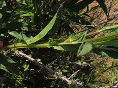 Verbesina saubinetia