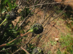 Verbesina saubinetia