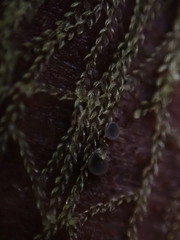 Cephalozia bicuspidata