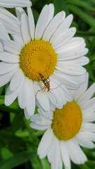 Strangalia luteicornis