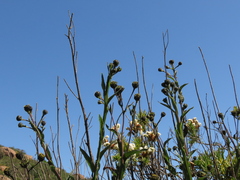 Verbesina saubinetia