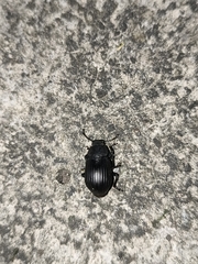 Heterotarsus