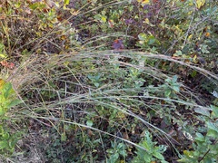 Panicum amarum