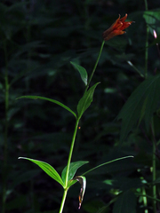 Lilium grayi