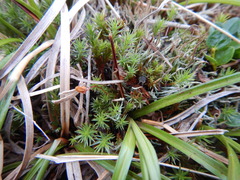Polytrichum strictum
