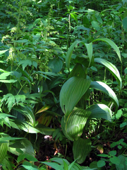 Veratrum viride