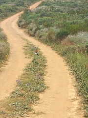 Oena capensis capensis