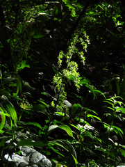 Veratrum viride