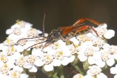 Stenopterus rufus