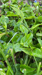 Tradescantia fluminensis