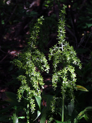 Veratrum viride