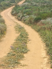 Oena capensis capensis