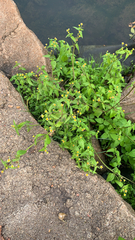 Galinsoga parviflora