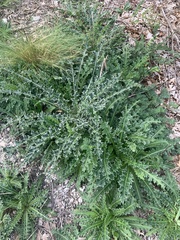 Cirsium horridulum