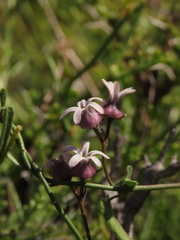 Diplolepis geminiflora