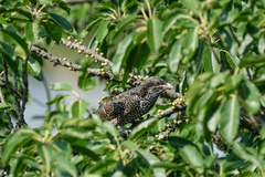 Eudynamys scolopaceus