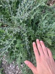 Cirsium horridulum