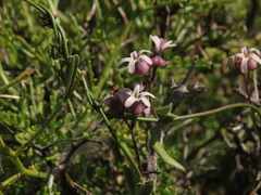 Diplolepis geminiflora