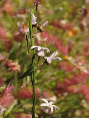Diplolepis geminiflora