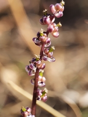 Triglochin laxiflora