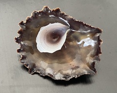 Crucibulum scutellatum