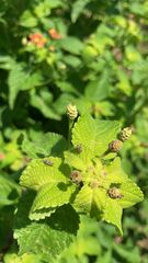 Teleonemia scrupulosa