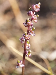 Triglochin laxiflora