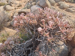 Crassula macowaniana