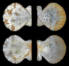 Pectinidae
