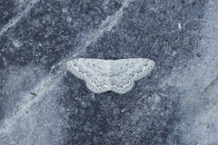 Scopula marginepunctata