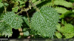 Urtica thunbergiana