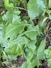 Nabalus serpentarius